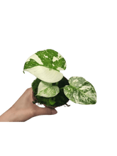 Monstera Thai Crème Brûlée